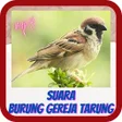 Ikon program: Suara Burung Gereja Mp3 K…