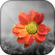 Иконка программы: Color Splash - Photo Colo…