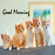 Icon of program: Good Morning Quotes GM Wi…