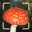 Icône du programme : Mushroom Identification.