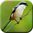 프로그램 아이콘: Suara Burung Cendet Betin…