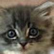 Ikon program: Nigel to Kitten