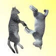 プログラムのアイコン: ねこフォント