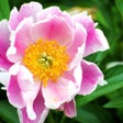 프로그램 아이콘: Armitages Great Garden Pl…