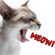 The Cats Meow icon