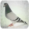プログラムのアイコン：Pigeon sounds