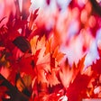Ikon program: Autumn Wallpaper