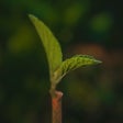 程序图标：AI Photo Enhancer: Unblur…
