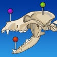 أيقونة البرنامج: vet-Anatomy