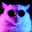 プログラムのアイコン：Jazzy Cat Live Wallpaper …
