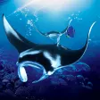 The Manta rays