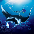 プログラムのアイコン：The Manta rays