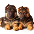 程序图标：German Shepherd
