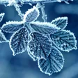 Icon of program: Winter Wallpapers