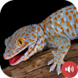 Programın simgesi: Gecko Sounds