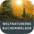 Weltnaturerbe Buchenwälder