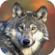 程序图标：Wolf Wallpapers