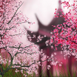 Icône du programme : Sakura Live Wallpaper