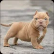 プログラムのアイコン：Pitbull Dog Wallpaper