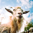 Ikon program: Goat Simulator Animal Sim…