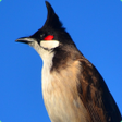ไอคอนของโปรแกรม: Red-whiskered bulbul