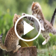 Icon of program: Cat Video Live Wallpaper