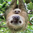プログラムのアイコン：Sloth Wallpapers HD