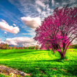 程序图标：Spring Live Wallpaper