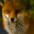 程序图标：Nine Tailed Fox Wallpaper…