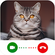 プログラムのアイコン：Cat Video Calling  Chat S…