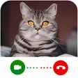 Cat Video Calling  Chat Simulator