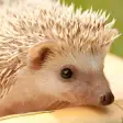 Hedgehogs Live Wallpaper