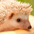 程序图标：Hedgehogs Live Wallpaper