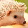 Hedgehogs Live Wallpaper