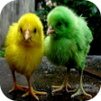 Chicks Wallpapers icon