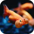 3D Fishes Video Live Wallpaper