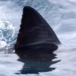 رمز البرنامج: Shark Bytes