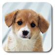 Ikon program: Puppies Live Wallpaper