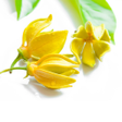Icon of program: Aromatherapy Essential oi…