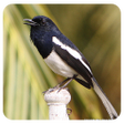 Icon of program: Kacer Birds