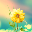 Icon of program: 3D Flowers Live Wallpaper…