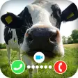 Cow Dance Fake Video Call