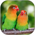 Icoon van programma: Lovebirds sounds ringtone…