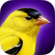Icon of program: iBird Yard Plus Guide to …