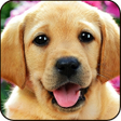 Иконка программы: Find a Dog 2 - Hidden Obj…