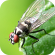 Insect Wallpapers icon