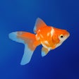 程序图标：Goldfish - Aquarium Fish …