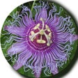 Icon of program: Tennessee Wildflowers