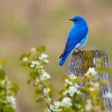 程序图标：3D Bird Ringtones & Sound…