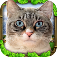 程序图标：Stray Cat Simulator